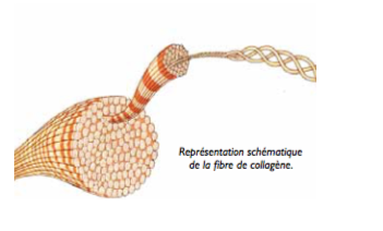 Exsymol Hydroxyprolisilane - The Expert’S Opinion - 1